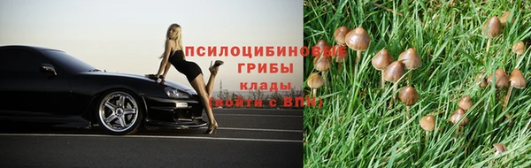 шишки Арсеньев